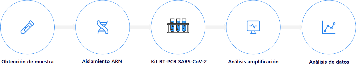 proceso prueba PCR
